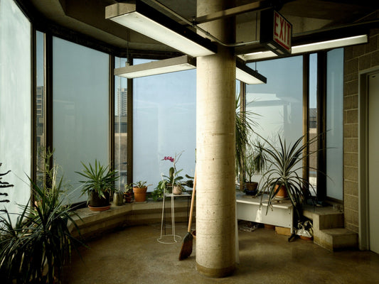 Best Indoor Plants for Air Purification