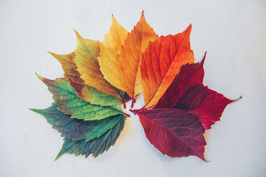 Seasonal Gardening Tips: What to Plant in Each Season