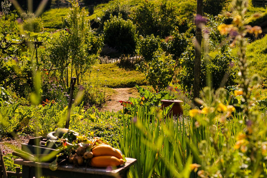 The Benefits of Organic Gardening: Why It’s Worth the Effort