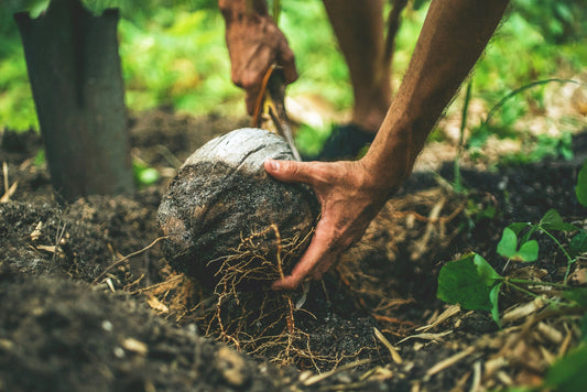 Beginner's Guide to Starting Your First Home Garden