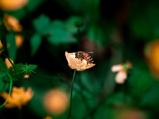 How to Attract Pollinators: Creating a Bee- and Butterfly-Friendly Garden