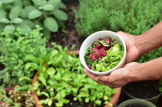 DIY Herb Garden: Fresh Flavors Right at Your Fingertips