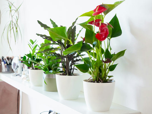 The Best Indoor Plants to Purify the Air in Your Home