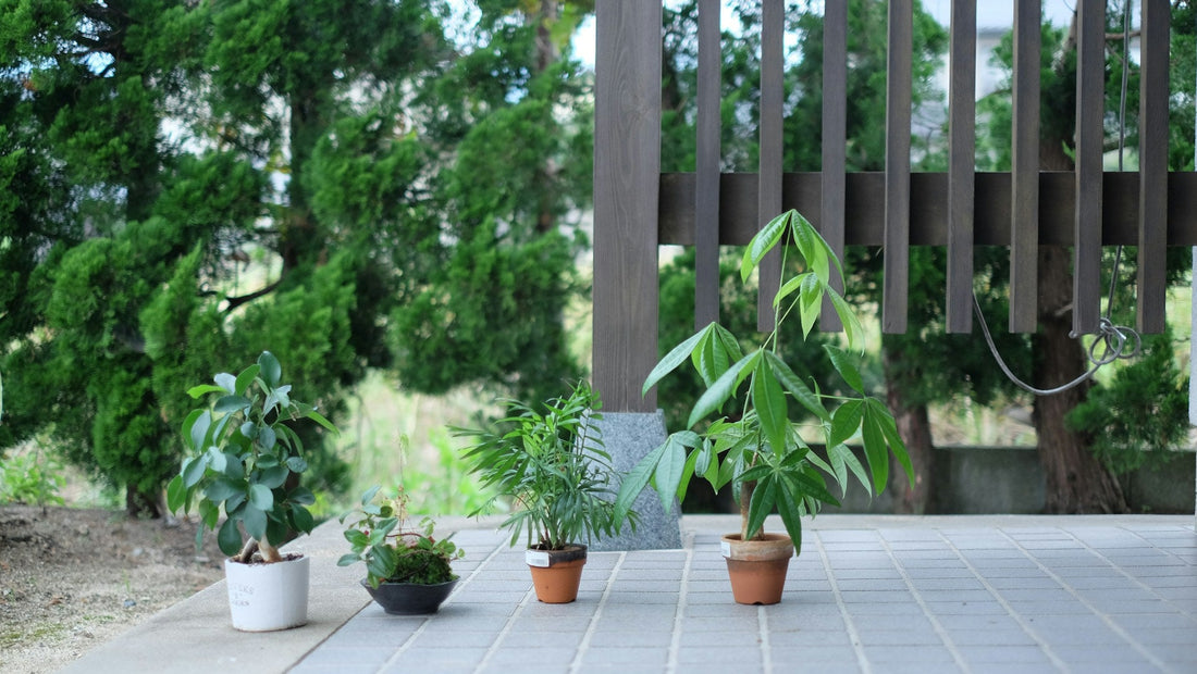 Low-Maintenance Plants for Busy Gardeners