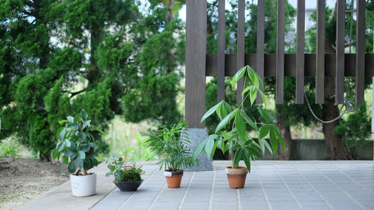 Low-Maintenance Plants for Busy Gardeners