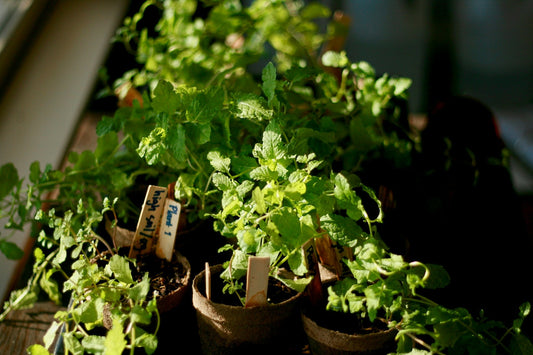 Uncommon Herbs to Grow in Your Home Garden