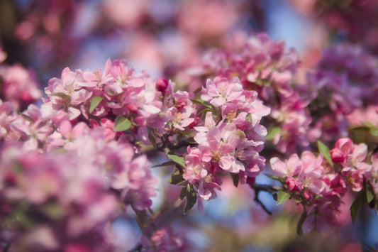 Seasonal Flower Care: Preparing Your Garden for Each Season