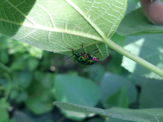 How to Attract Beneficial Insects to Your Garden