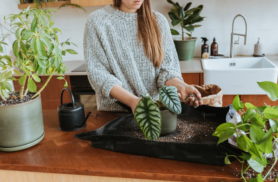 Top 5 Indoor Plants That Thrive All Year Round