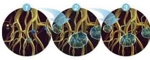 TerraLoch Cellulose-Based Hydrogel | Natural Water Storing Crystals for Soil | Helps Water-Loving Plants Thrive | Effective in High Heat | Reduces Transplant Shock | Mitigates Over/Under Watering