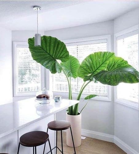 Organic Elephant Ear Plant Soil Mix by Gardenera - Specially Formulated for Thriving Alokasia Plants and Vibrant Leaves - 2 Quart
