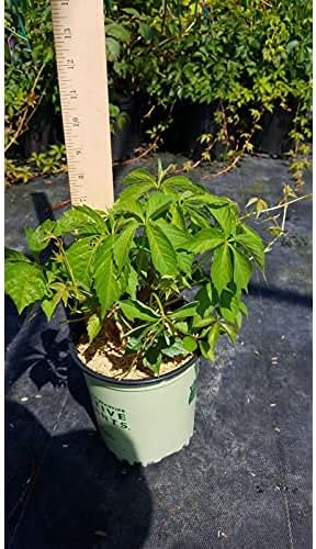 American Beauties Native Plants Parthenocissus quinquefolia (Virginia Creeper) Vine, 1-Size Container, Green Foliage