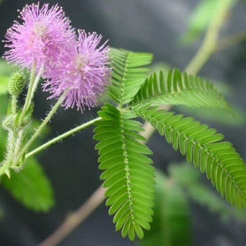 Valentine's Day TickleMe Plant Gift Kit - You Tickle My Heart - Grow The Playful Plant That Closes its Leaves When Tickled or Kissed! Adult Plants can Produce Sparkling Pink Flowers. Complete kit.