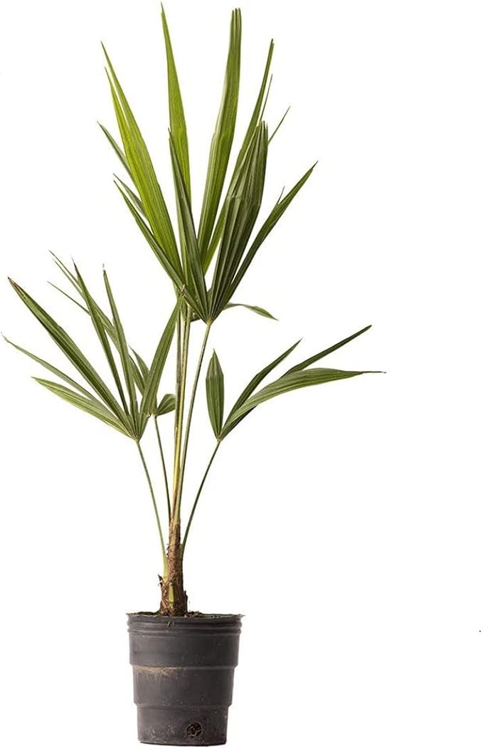 American Plant Exchange Windmill Palm Tree, Cold Hardy, Drought Tolerant, Easy to Care Tropical Live Plant for Outdoor Landscapes, 3 Pack of 4 Pots