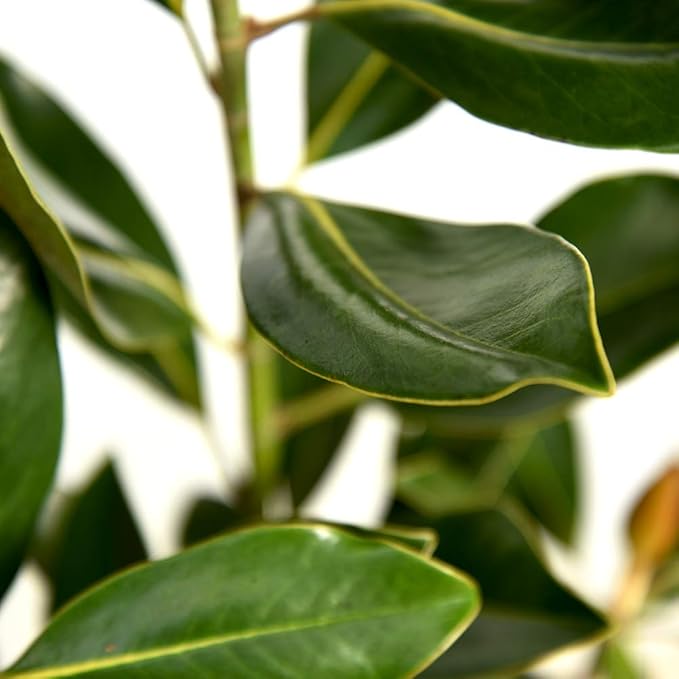 Perfect Plants Little Gem Magnolia Live Plant, 3-4', Includes Care Guide