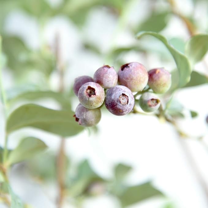 PERFECT PLANTS Tifblue Blueberry Live Plant, 1 Gallon, Green