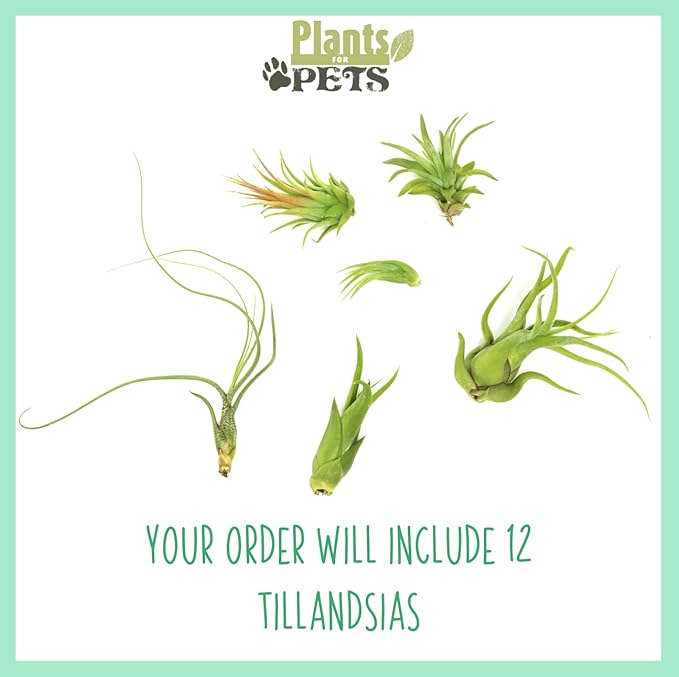 Tillandsia Air Plants Live Indoor Plants (12PK), Airplants Variety Live Plant Kit, Tropical Plants Live Houseplants, Air Plant Live Succulents Plants Live Plants Indoor House Plants by Plants for Pets