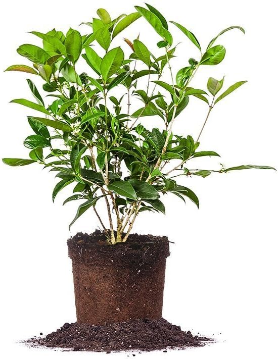 PERFECT PLANTS Tea Olive Live Plant, 1 gallon, Green