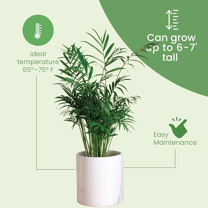 American Plant Exchange Areca Palm Tree Live Plant, 10-Inch Pot, Air Purifying Indoor Houseplant