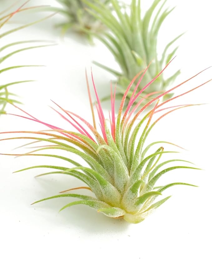Shop Succulents Ionantha Tillandsia Air Plants, Assorted Mini Live Indoor Plants for Home Decor & Gifts, Low Maintenance, Natural Air Purifier, Hanging Plants, Favors, Terrarium Plants, Pack of 100