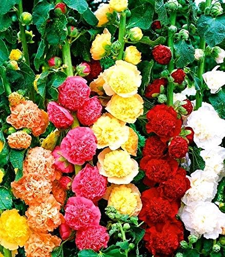 Seeds Hollyhock Seed Mix Double Terry Flowers Malva Stock-Rose About 30 Seeds Non-GMO Perennial Plant