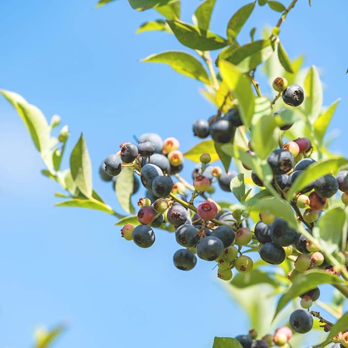 PERFECT PLANTS Premier Blueberry Live Plant, 1 Gallon, Light Green