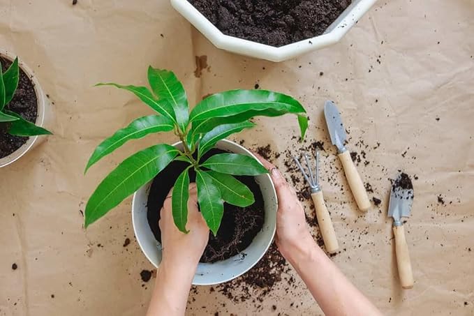 Elevate Your Mango Tree Garden with Gardenera's Organic Potting Mix - Tailored for Robust Mango Trees and Flavorful Harvests - 2 Quart