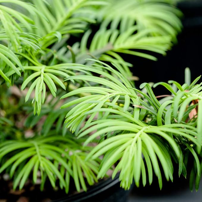 Perfect Plants Spreading Yew Cephalotaxus Live Plant, 1 Gallon, Includes Care Guide