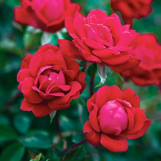 PERFECT PLANTS Double Red Knock Out Rose Live Plant, 3 Gallon, Includes Care Guide