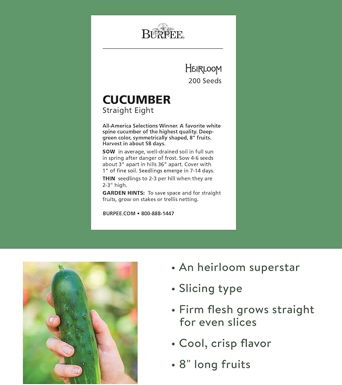 Burpee Super Sweet 100' Hybrid Cherry Tomato, 50 Seeds & Straight Eight Slicing Cucumber Seeds 200 Seeds