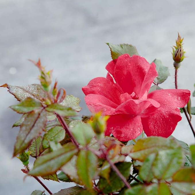 PERFECT PLANTS Double Red Knock Out Rose Live Plant, 3 Gallon, Includes Care Guide
