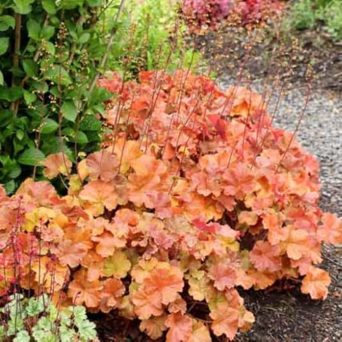 2 Heuchera Live Plants, Coral Bells Red Oragne Yellow Heuchera Perennials for Outdoor Garden, Shade Border, Containers, 4-6” Tall Well-Rooted