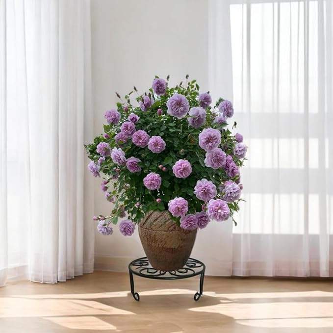 2 Pack 13'' Diameter Metal Plant Stand for Large Plant/Flower Pot Heavy Duty Potted Holder Indoor Outdoor Rustproof Iron Display Stand,Black