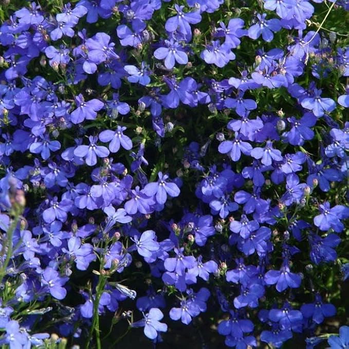 10000 Creeping Thyme Seeds for Planting Perennial Blue Thyme Ground Cover Plants Heirloom Flowers Non-GMO Thymus Serpyllum Seed High Germination Rate