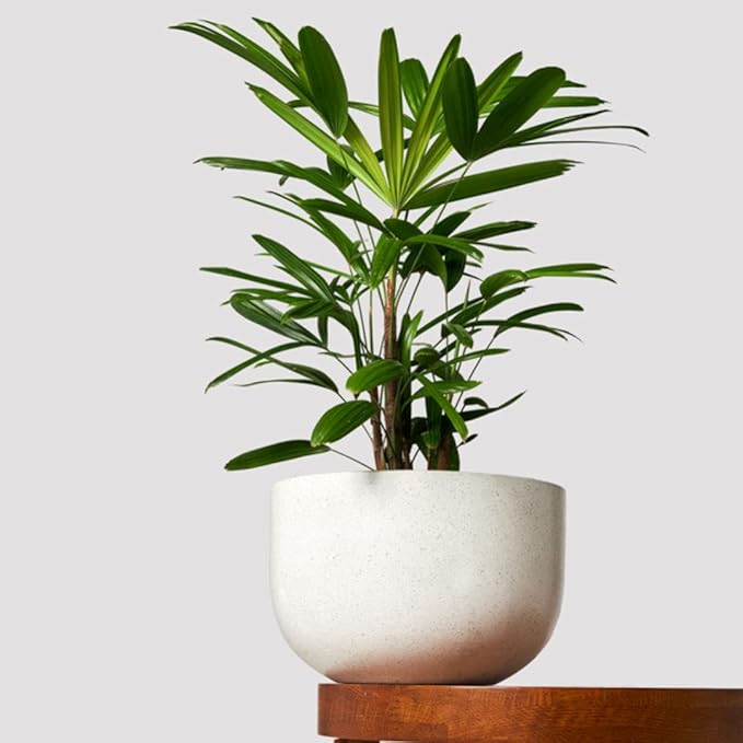 American Plant Exchange Real Live Lady Palm 6" Pot, Cold Hardy Indoor Houseplant, Dark Green Foliage