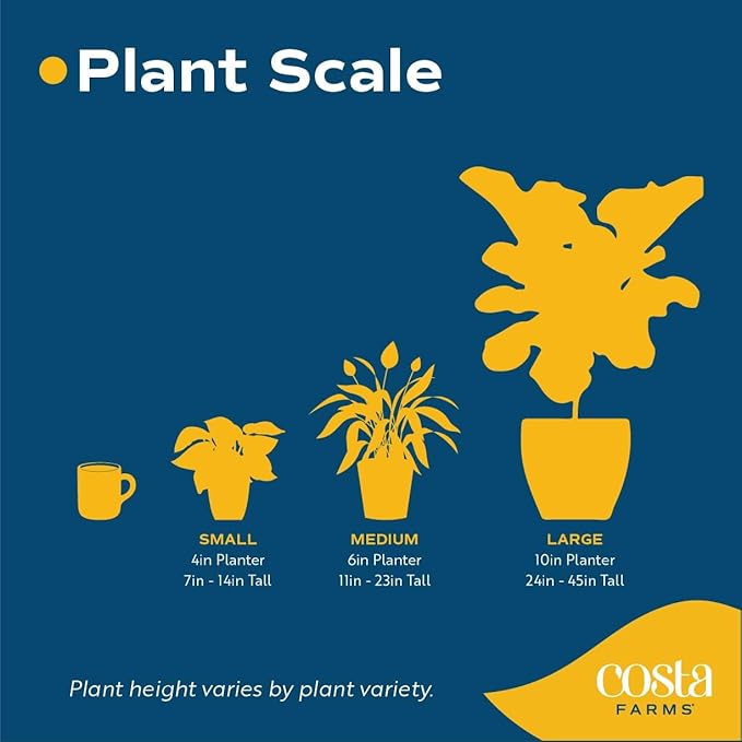 Costa Farms Mini Succulents (3-Pack), Assorted Live Indoor Succulent Plants in Cute Decor Planters, Grower's Choice Easy Care Houseplants, Tabletop, Office, Desk, or Room Decor, 2-Inches Tall, ceramic