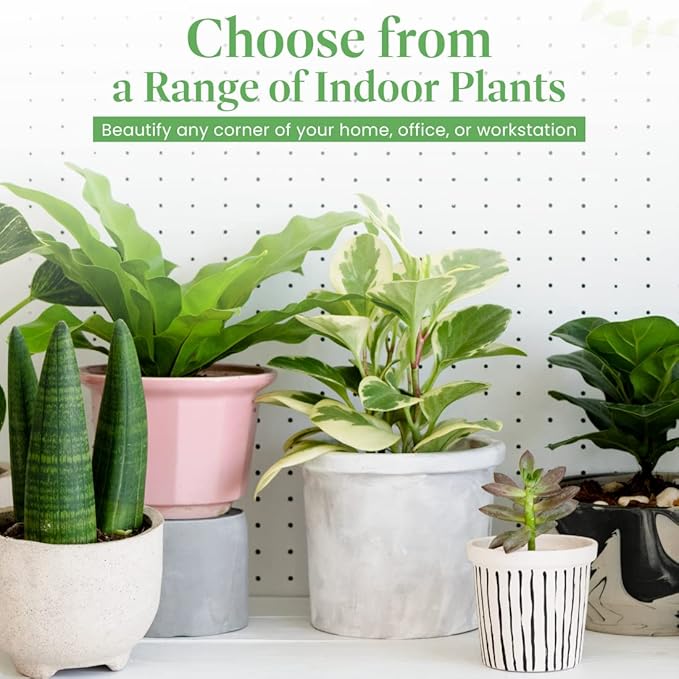 American Plant Exchange Live Dish Garden Assorted Foliage Plants, Ideal for Home and Garden Decor, 6" Pot