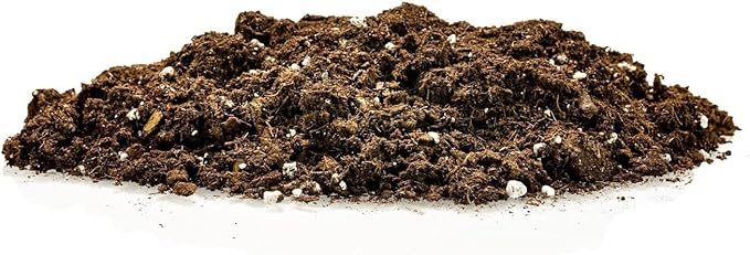 Premium Snake Plant Potting Soil Mix, Green Sansevieria Trifascatia Zeylanica Plants, Plant or Re-Pot Your Snake Plant - (3 Quart Bag)