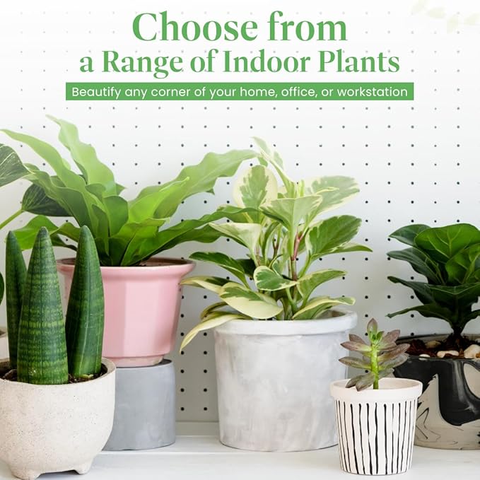American Plant Exchange Monstera Adansonii Swiss Cheese Vine, Live 6-Inch Plant Pot for Home and Garden Decor, Air Purifying
