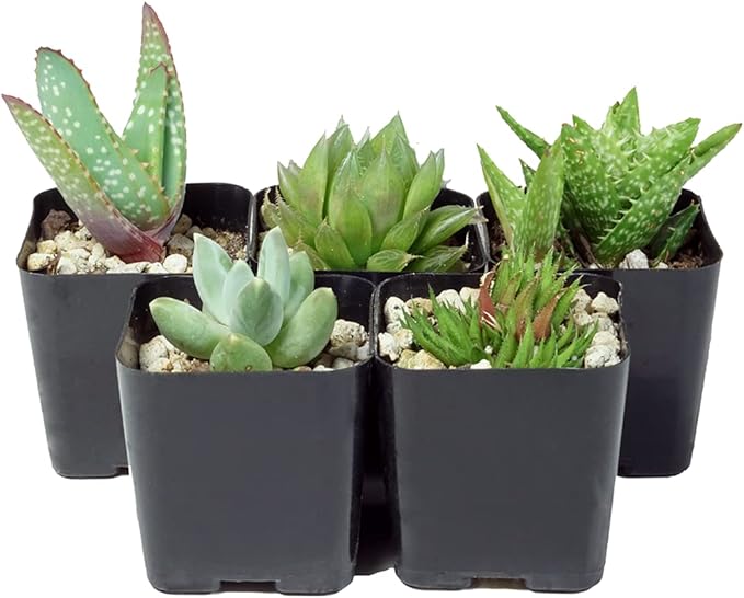 The Hydroponic City Black Square Flower Nursery Pots for Starting Seedlings, Succulents, or Cacti - 2" x 2", Pack of 10 + 5 THCity Stakes