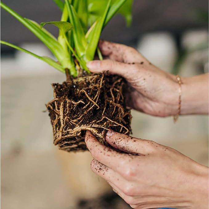 Organic Sphagnum Peat Moss 4qt, Added to Soil and Enriches Plant Roots, Gardening Soil Amendment and Carnivorous Plant Soil Media