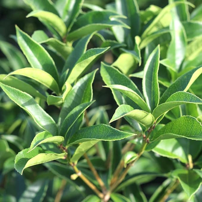 PERFECT PLANTS Tea Olive Live Plant, 3 Gallon, Green