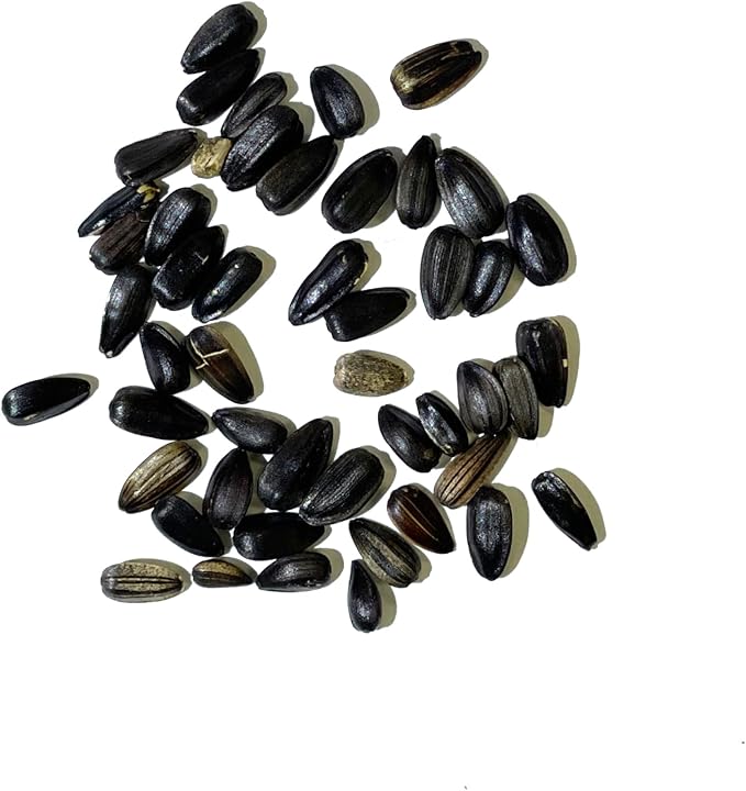 Seed Needs, Chocolate Sunflower Seeds - 40 Heirloom Seeds for Planting Helianthus annuus - Annual Flowers to Plant Outdoors, Attracts Bumblebees and Butterflies, Great as a Cut Flower (1 Pack)