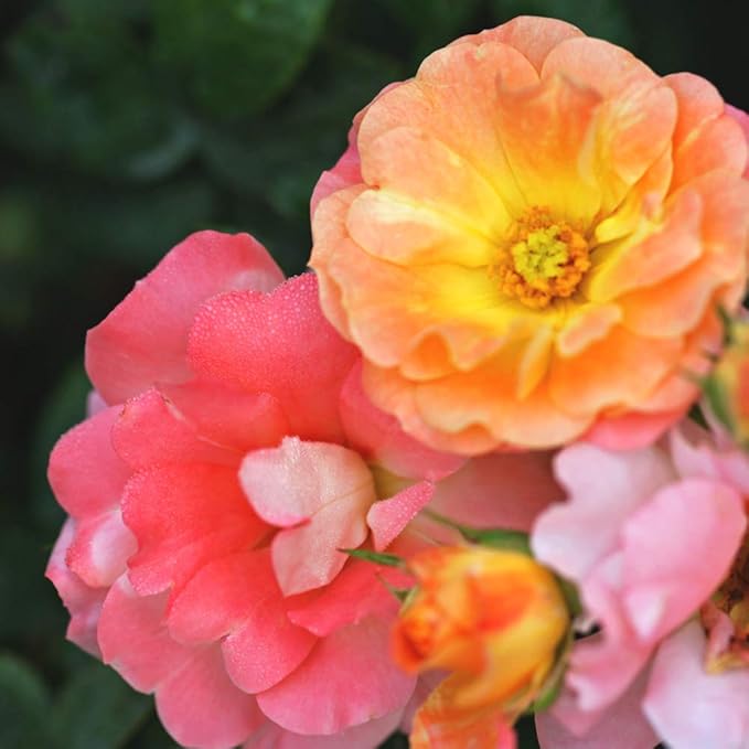 PERFECT PLANTS Peach Drift Rose Live Plant, 3 Gallon, Dark Green