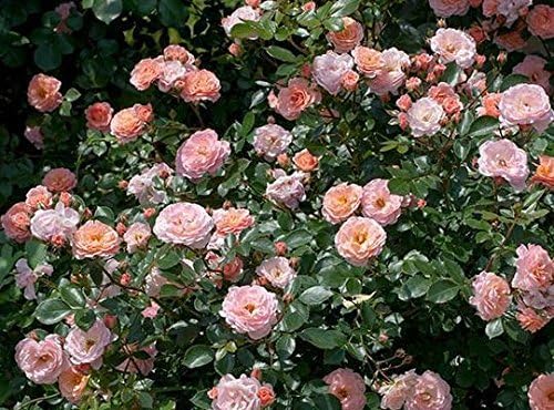 Perfect Plants Apricot Drift Rose 1 Gallon, Live Plant Includes Special Blend Plant Food & Planting Guide