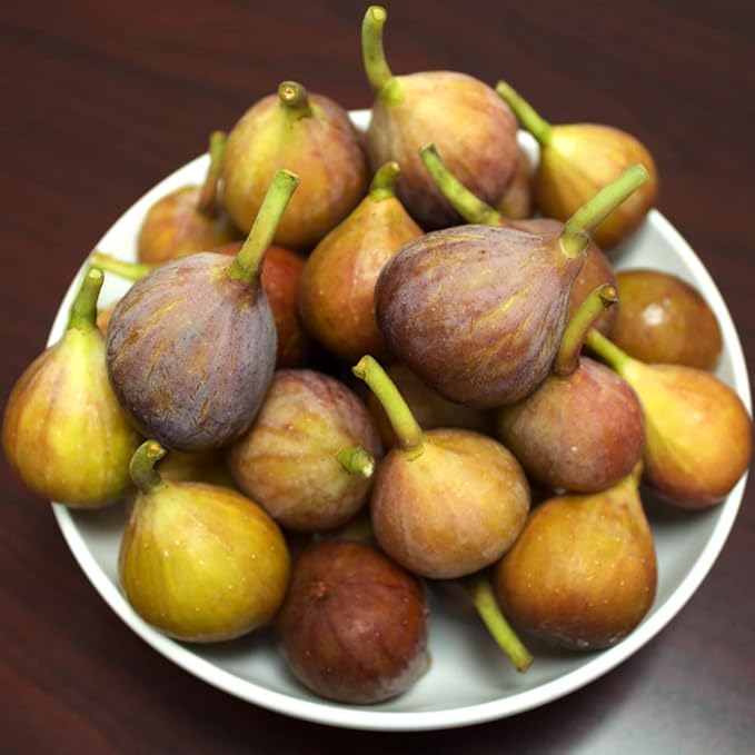 PERFECT PLANTS Brown Turkey Fig Tree Live Plant, 1 Gallon, Includes Care Guide