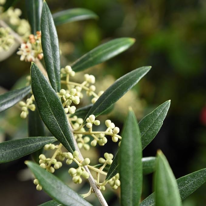 PERFECT PLANTS Arbequina Olive Live Plant, 2-3ft, Includes Care Guide