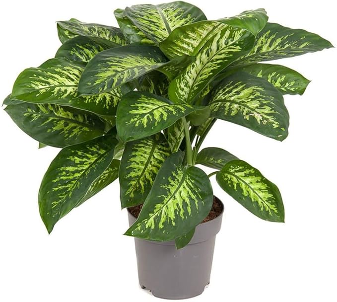 Premium Dumb Cane Potting Soil Mix - Ideal Blend for Growing Robust and Healthy Dumb Cane Plants - 1 Quart