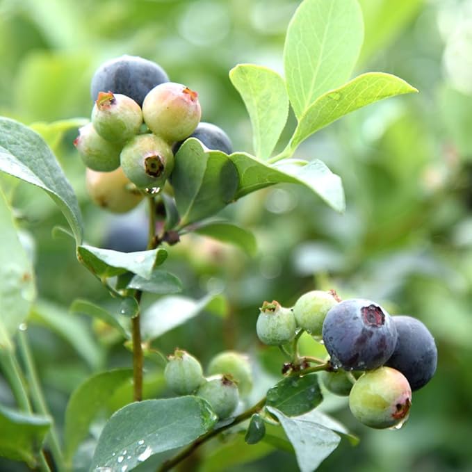 PERFECT PLANTS Premier Blueberry Live Plant, 1 Gallon, Light Green