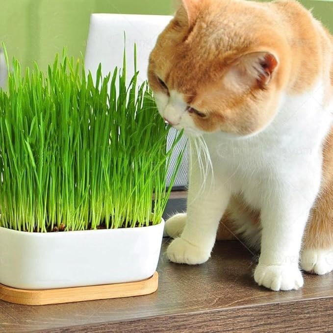 Cat Grass Planting Soil - Provide Your Cat with a Safe and Healthy Greenscape - 10 QUARTS